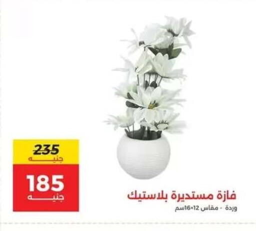 available at رنين in Egypt - القاهرة