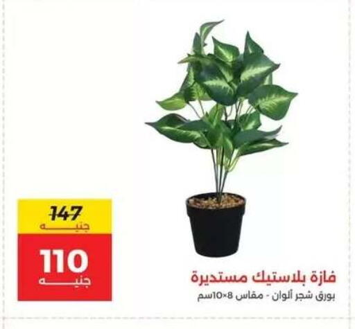 available at رنين in Egypt - القاهرة