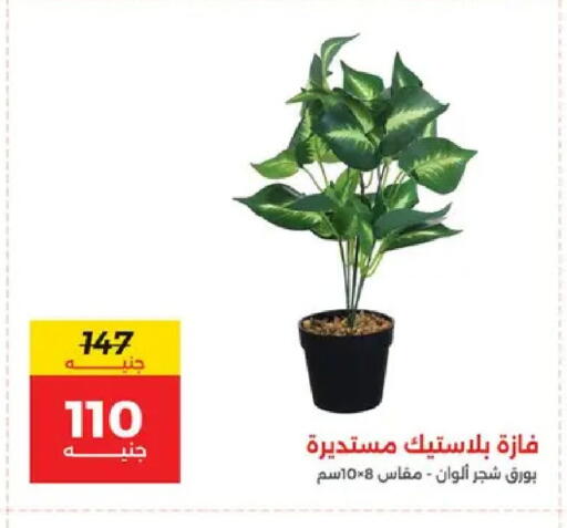 available at Raneen in Egypt - Cairo