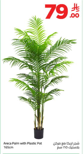 available at وهج مارت in مملكة العربية السعودية, السعودية, سعودية - جدة