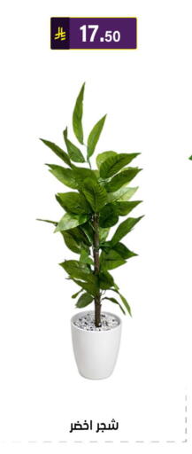 available at الحسين توب أب in مملكة العربية السعودية, السعودية, سعودية - الرياض