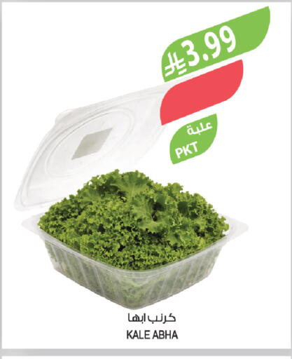 Kale available at Farm  in KSA, Saudi Arabia, Saudi - Jazan