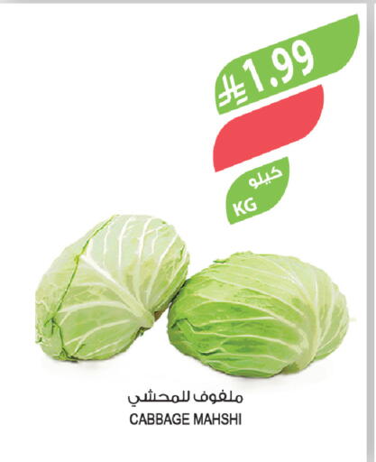 Cabbage available at Farm  in KSA, Saudi Arabia, Saudi - Jazan