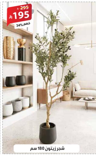 available at الهدايا سنتر in مملكة العربية السعودية, السعودية, سعودية - جدة