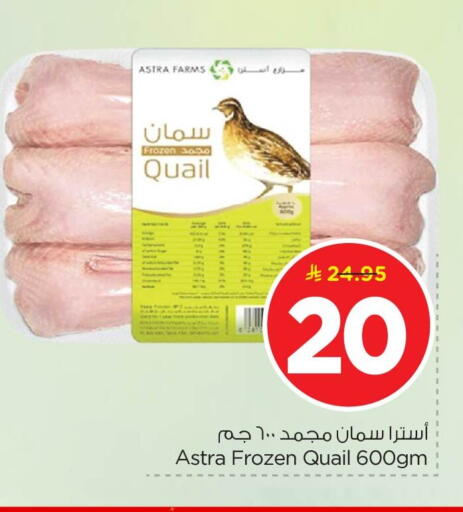 available at نستو in مملكة العربية السعودية, السعودية, سعودية - الأحساء‎