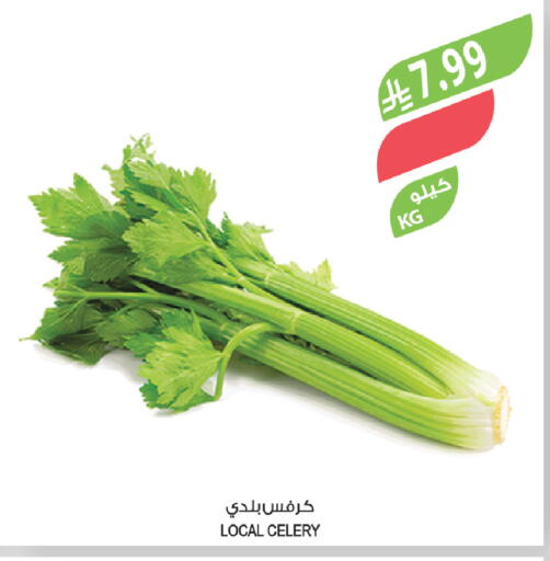 Celery available at المزرعة in مملكة العربية السعودية, السعودية, سعودية - ينبع