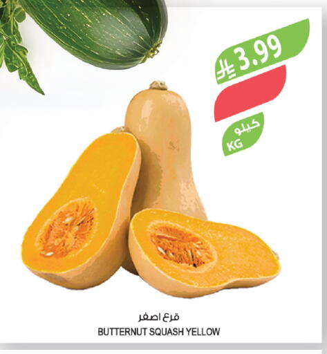 Squash available at المزرعة in مملكة العربية السعودية, السعودية, سعودية - ينبع