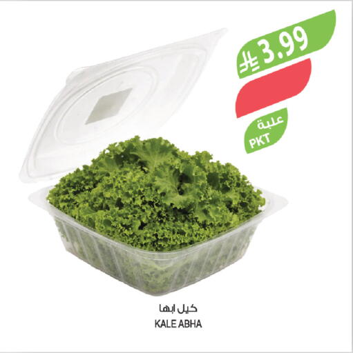 Kale available at المزرعة in مملكة العربية السعودية, السعودية, سعودية - ينبع