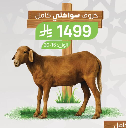 available at Farm  in KSA, Saudi Arabia, Saudi - Tabuk