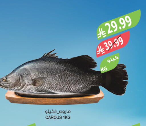 available at المزرعة in مملكة العربية السعودية, السعودية, سعودية - نجران
