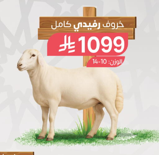available at Farm  in KSA, Saudi Arabia, Saudi - Tabuk