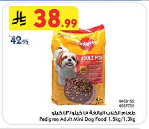 available at بن داود in مملكة العربية السعودية, السعودية, سعودية - المدينة المنورة