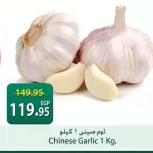 Garlic from China available at سبينس in Egypt - القاهرة