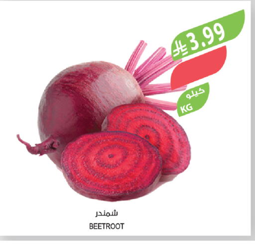 Beetroot available at المزرعة in مملكة العربية السعودية, السعودية, سعودية - ينبع