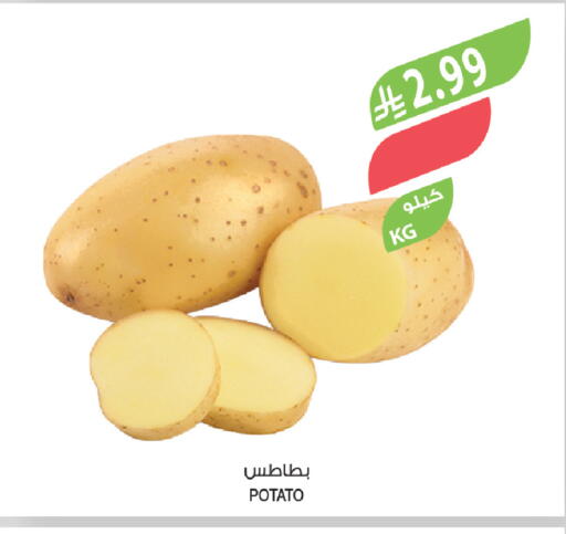 Potato available at المزرعة in مملكة العربية السعودية, السعودية, سعودية - الرياض