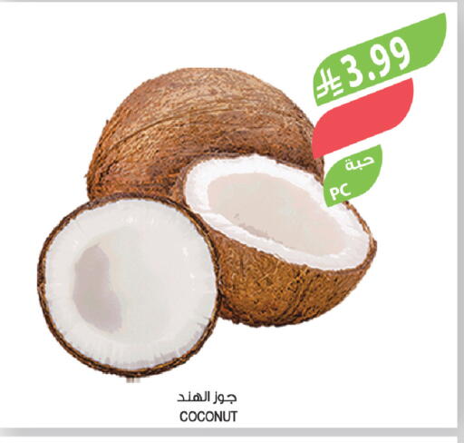Coconut available at المزرعة in مملكة العربية السعودية, السعودية, سعودية - ينبع