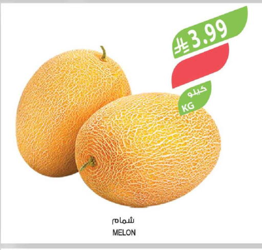 Melon available at Farm  in KSA, Saudi Arabia, Saudi - Al-Kharj