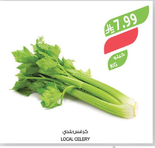 Celery available at المزرعة in مملكة العربية السعودية, السعودية, سعودية - نجران