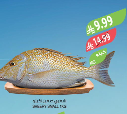 available at المزرعة in مملكة العربية السعودية, السعودية, سعودية - سكاكا