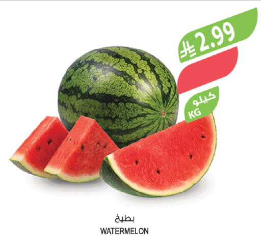 Watermelon available at Farm  in KSA, Saudi Arabia, Saudi - Arar