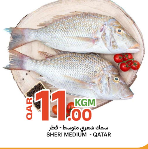 available at البلدي اليوم in قطر - الشحانية