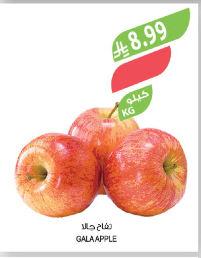 Apple available at Farm  in KSA, Saudi Arabia, Saudi - Sakaka