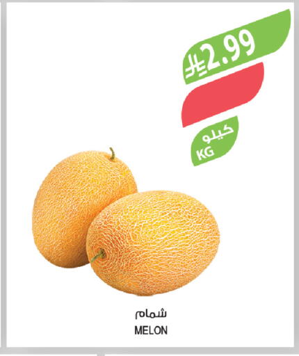 Melon available at المزرعة in مملكة العربية السعودية, السعودية, سعودية - ينبع