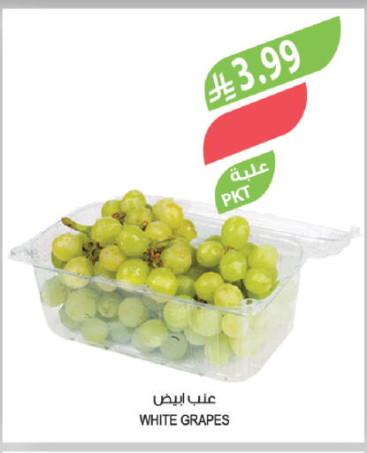 Grapes available at المزرعة in مملكة العربية السعودية, السعودية, سعودية - الخفجي
