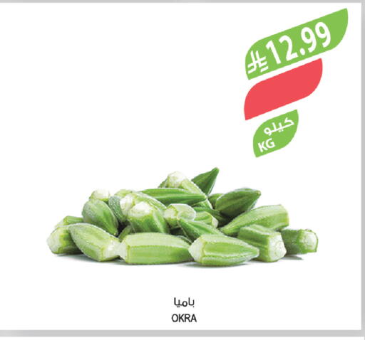 Okra available at المزرعة in مملكة العربية السعودية, السعودية, سعودية - ينبع