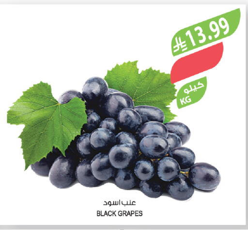 Grapes available at المزرعة in مملكة العربية السعودية, السعودية, سعودية - ينبع