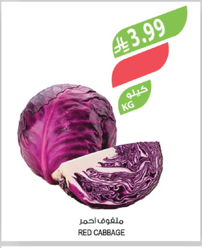 Cabbage available at المزرعة in مملكة العربية السعودية, السعودية, سعودية - سكاكا