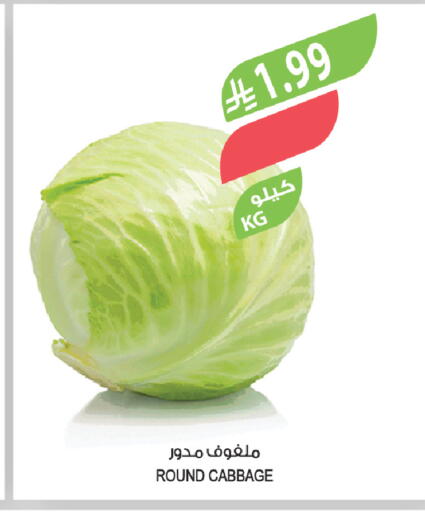 Cabbage available at المزرعة in مملكة العربية السعودية, السعودية, سعودية - ينبع