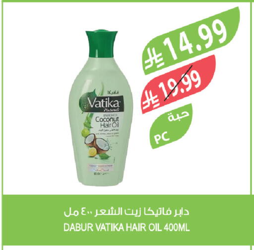 Coconut available at Farm  in KSA, Saudi Arabia, Saudi - Tabuk