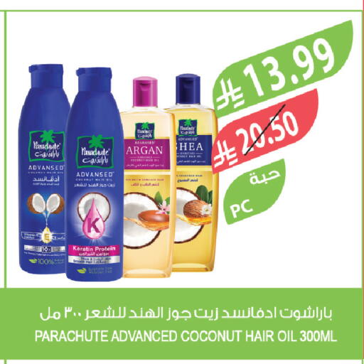 Coconut available at Farm  in KSA, Saudi Arabia, Saudi - Tabuk