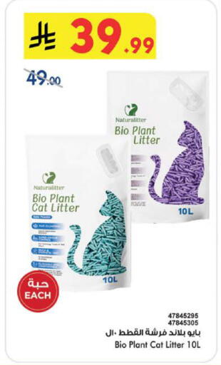 available at بن داود in مملكة العربية السعودية, السعودية, سعودية - الطائف