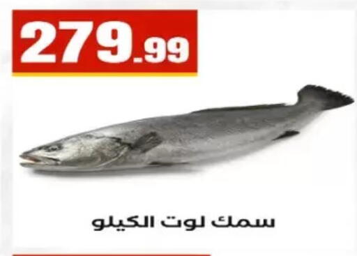 available at المحلاوي ستورز in Egypt - القاهرة