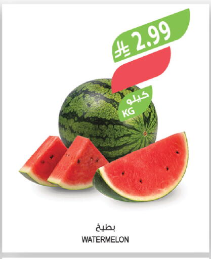Watermelon available at المزرعة in مملكة العربية السعودية, السعودية, سعودية - الباحة
