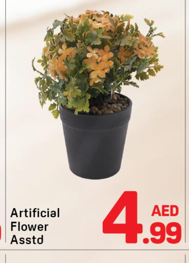 available at دي تو دي in الإمارات العربية المتحدة , الامارات - الشارقة / عجمان