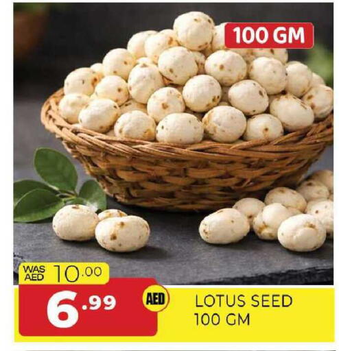 available at المدينة in الإمارات العربية المتحدة , الامارات - الشارقة / عجمان