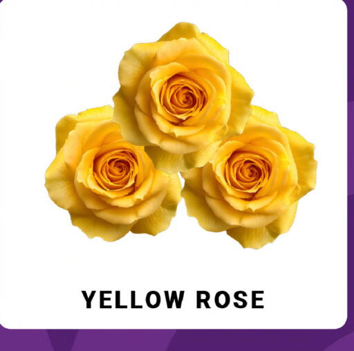 available at MADHOOR SUPERMARKET L.L.C in UAE - Sharjah / Ajman