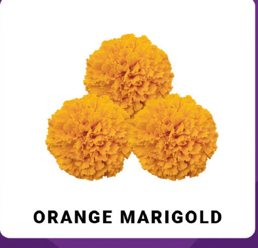 available at MADHOOR SUPERMARKET L.L.C in UAE - Sharjah / Ajman