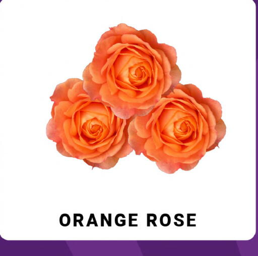 Orange available at MADHOOR SUPERMARKET L.L.C in UAE - Sharjah / Ajman