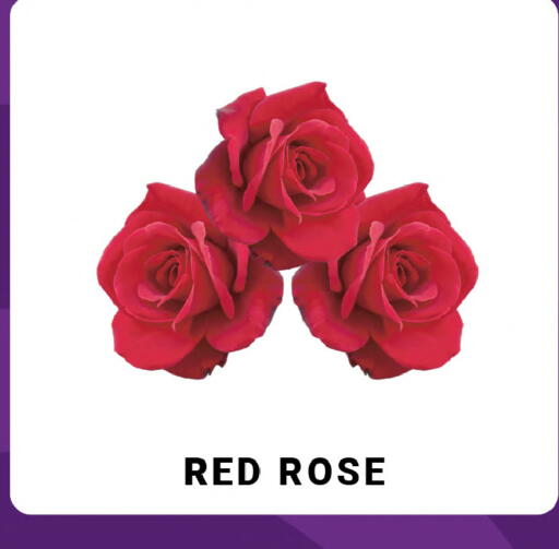 available at MADHOOR SUPERMARKET L.L.C in UAE - Sharjah / Ajman