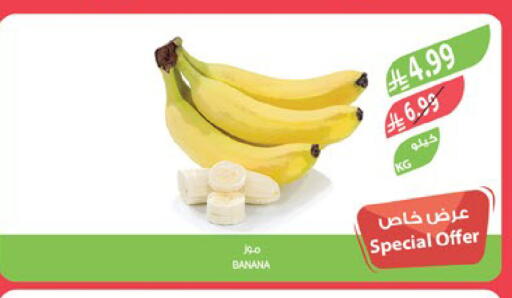 Banana available at Farm  in KSA, Saudi Arabia, Saudi - Al-Kharj