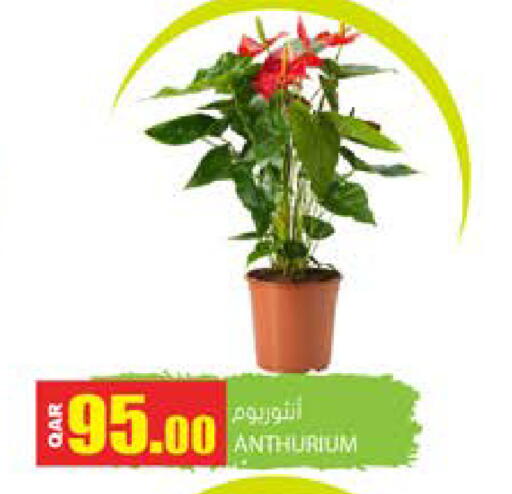 available at Grand Hypermarket in Qatar - Doha