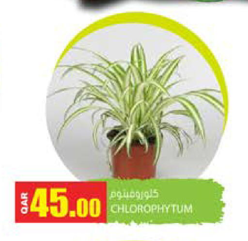 available at Grand Hypermarket in Qatar - Doha