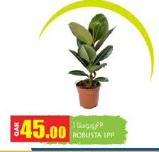 available at جراند هايبرماركت in قطر - الشحانية