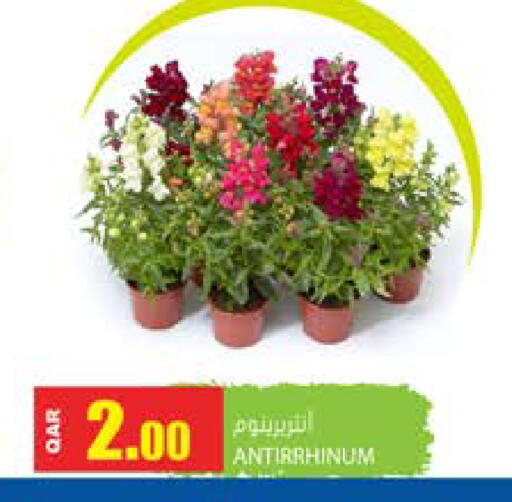 available at Grand Hypermarket in Qatar - Doha