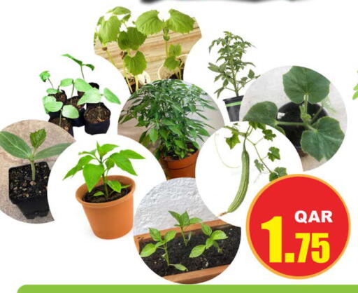 available at جراند هايبرماركت in قطر - الشحانية