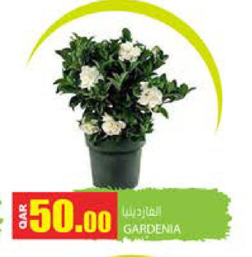 available at Grand Hypermarket in Qatar - Doha
